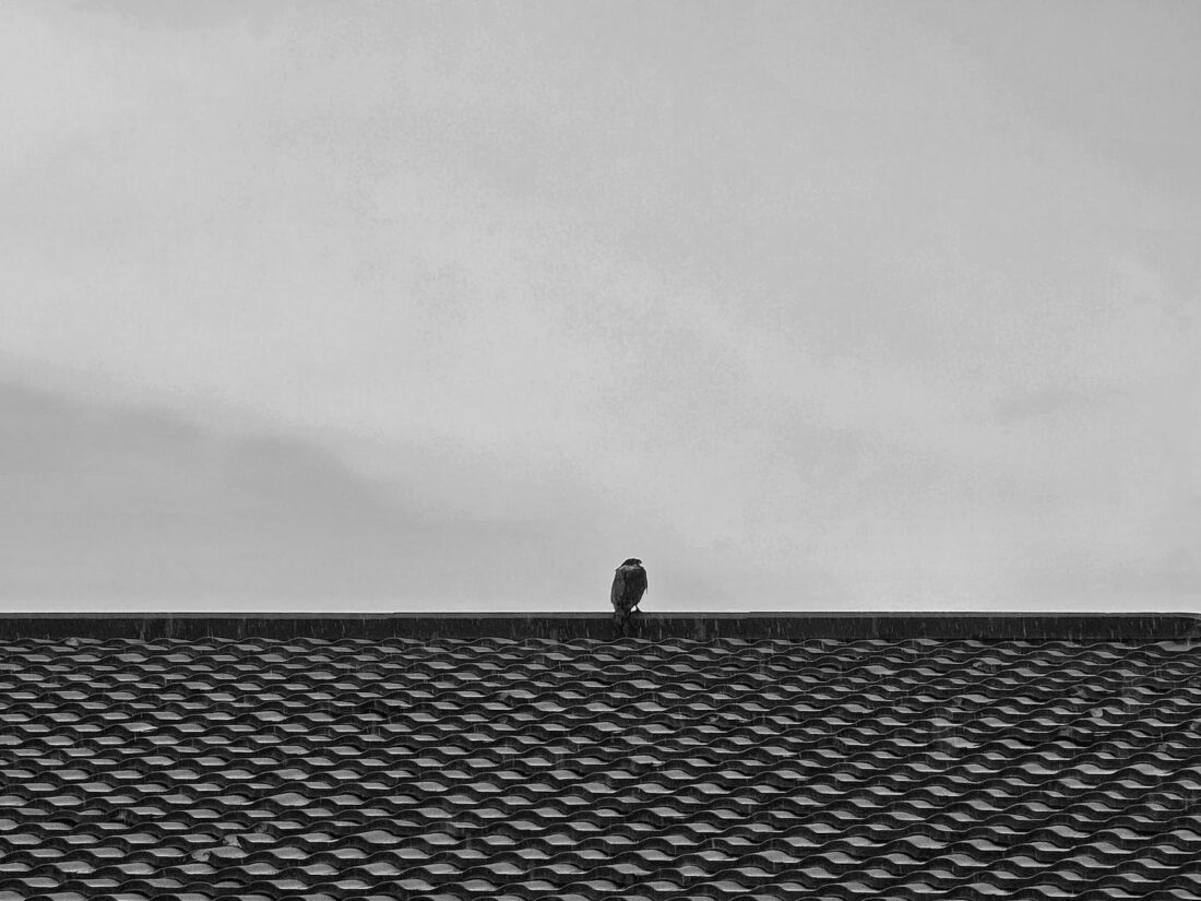 a black and white photo of a bird sitting on top of a roof